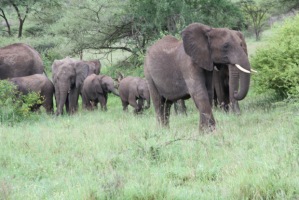 Elephants on parade