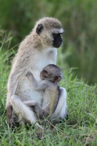 Baby monkey looking like Gollum
