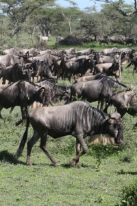 The hippest animal: the wildebeest