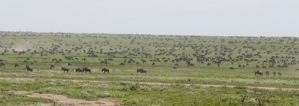 So.  Many.  Wildebeests.