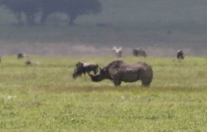 Far away Rhino
